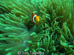 Did you see my buddies?  by Jun Tagama 